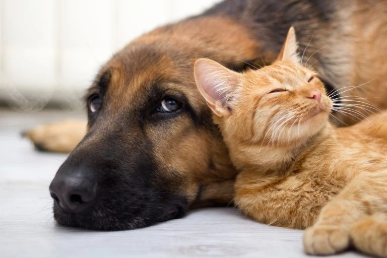 Animais de Estimação